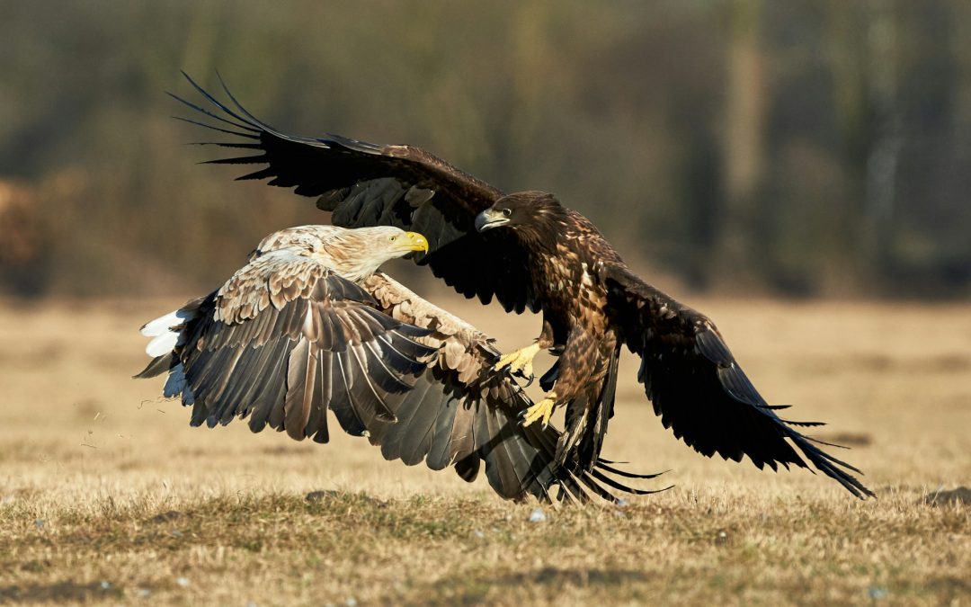 Why Evil Seems to Win (And What to Do About It)